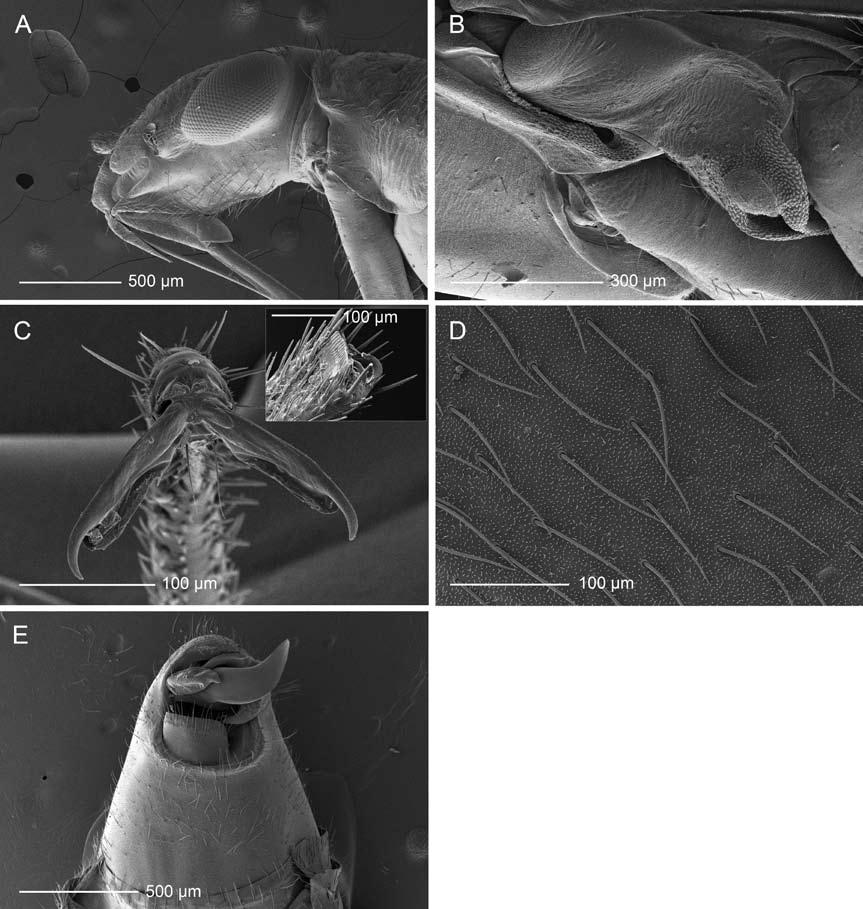 14 American Museum NOVITATES No. 3703 Figure 4. Scanning electron micrographs of Orectoderus obliquus (male). A. Head and thorax (lateral view). B.