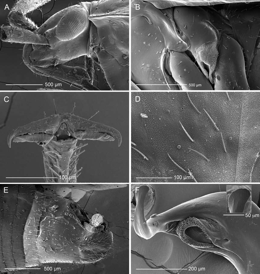 2010 WYNIGER: RESURRECTION OF THE PRONOTOCREPINI KNIGHT 43 Figure 8. Scanning electron micrographs of Pronotocrepis clavicornis (male). A. Head and thorax (lateral view). B.