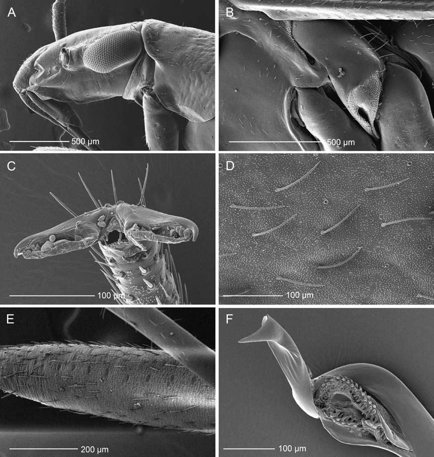 2010 WYNIGER: RESURRECTION OF THE PRONOTOCREPINI KNIGHT 53 Figure 10. Scanning electron micrographs of Teleorhinus cyaneus (male). A. Head and thorax (lateral view). B.