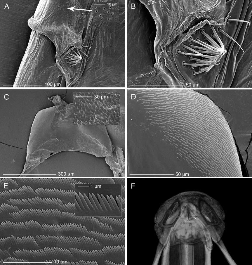 62 American Museum NOVITATES No. 3703 Figure 13. Scanning electron micrographs of Teleorhinus tephrosicola (female). A, B.