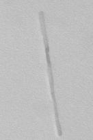 75 nm Nanorods a little longer Mesogenic nanorods: L = 160 ± 40 nm and D = 15 ± 5 nm, leading to: