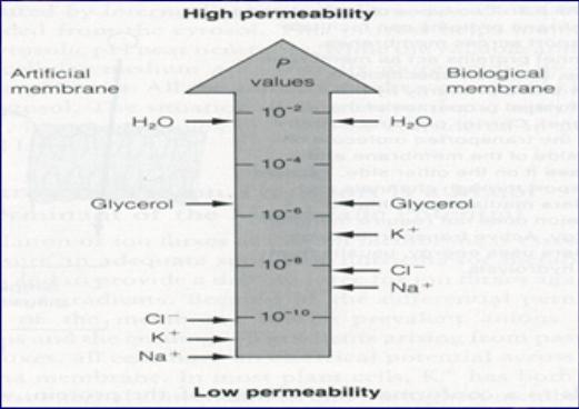 2. Permeability Because the cell membrane is mostly lipid, it only allows