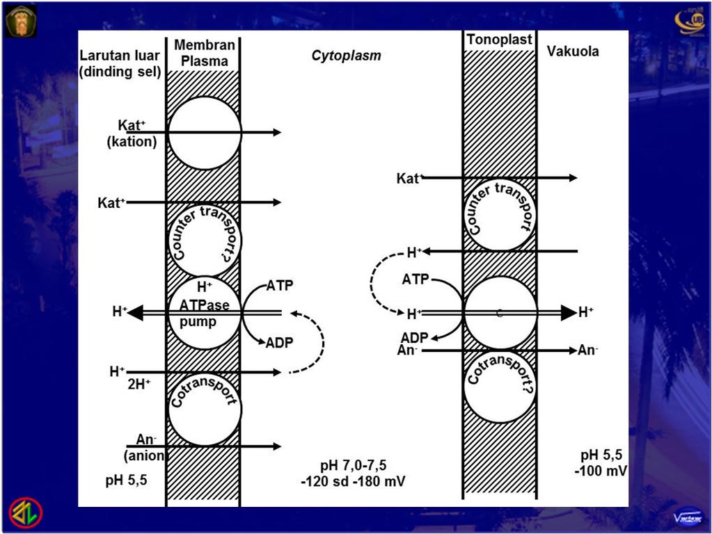 Tranport kation dan anion lintas membran plasma ke cytoplasm dapat digerakkan oleh H+-ATPase dengan berbagai cara.