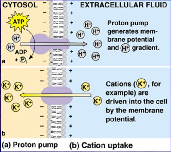 , publishing as Benjamin Cummings Both the concentration gradient and the membrane potential are forms of potential (stored) energy that can be harnessed to perform