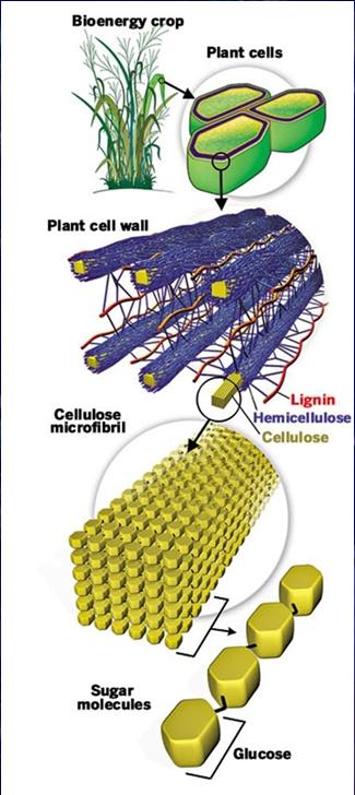 Cellulose is made of repeating molecules of glucose attached end to end in a β(1-4) linkage. These long thin cellulose molecules are united into a "Microfibril".