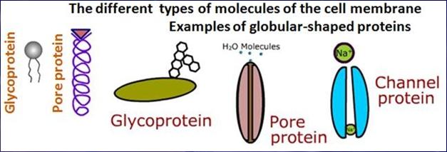 layer of phospholipids.