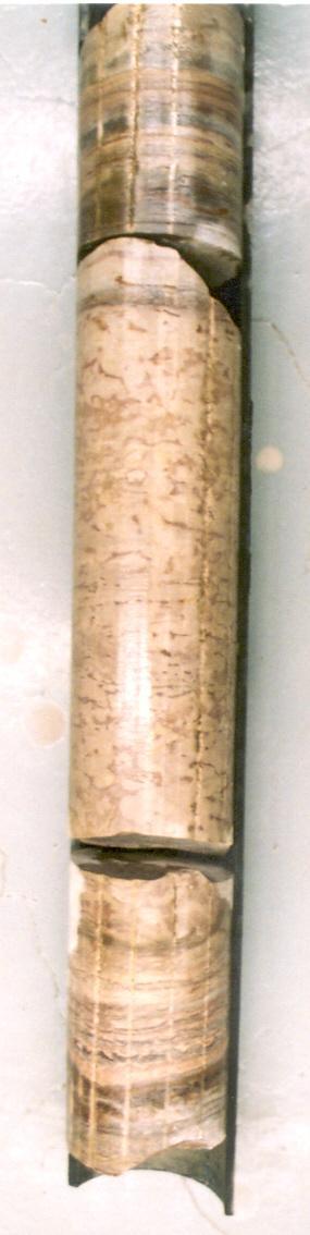 Figure 5. Core photo of an individual cycle from the Midale Evaporite.