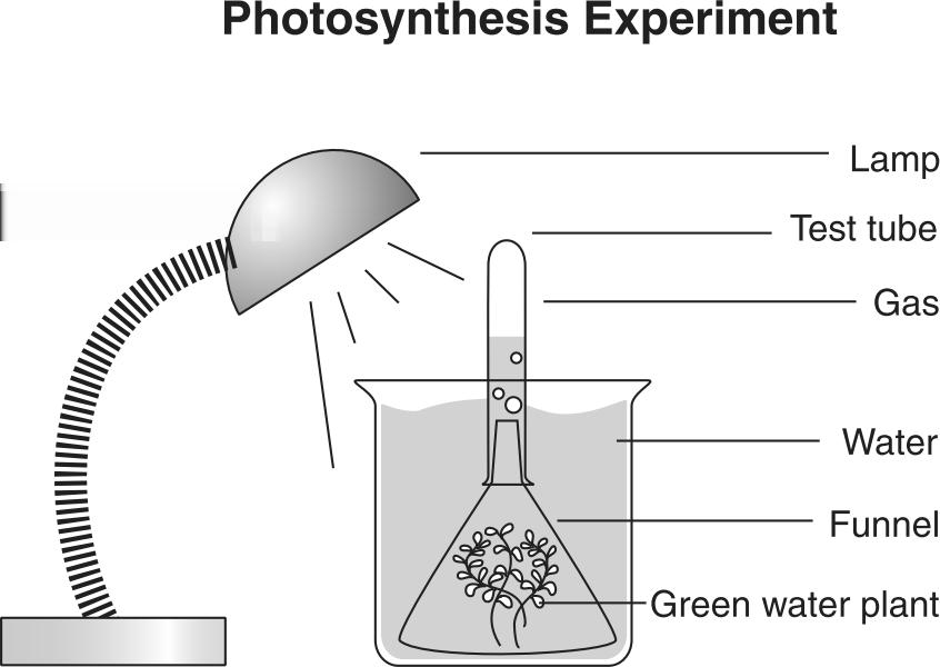 17. 20. Photosynthesis The following equation represents the process of photosynthesis in green plants. What happens to most of the light energy during photosynthesis? A.