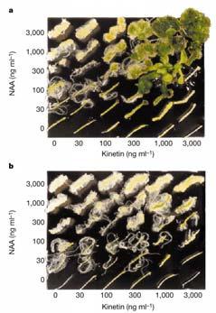 Transgenic plants expressing SAG12 promoter::ipt cre1 mut Figure 1 Callus growth of the