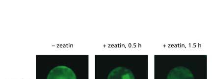 21.30 Cytokinin induces the transient movement of some AHP proteins into the nucleus 21-31 cytokinin