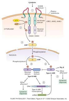 Active R then phosphorylates AHP1/2, 4. AHP1/2 enters nucleus 5. AHP1/2 phosphorylates RD 6.