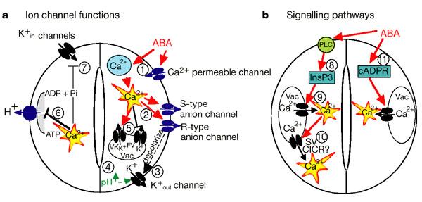 Box 1 Components and pathways of guard cell ABA signalling a, ABA is detected by as yet unidentified receptors (right guard cell) and induces cytosolic Ca2+ elevations (1) through extracellular Ca2+