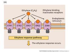 ETR1 protein expressed in yeast bind C 2 H 4.