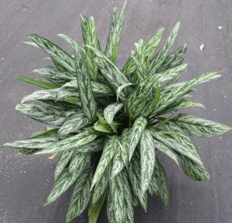 Very drought tolerant. Aglaonema Bryant Queen Chinese Evergreen Exposure: Indirect to low light Relatively compact and outwardly arching plant habit.