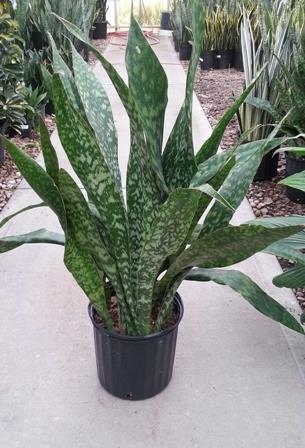 Exposure Indirect to low light Sanseveria Jaboa Snake Plant A tall, narrow leaf cultivar with gray-green wavy lines over a dark green, almost black, background.