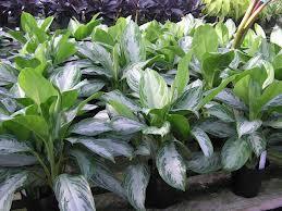 Aglaonema Silver Bay Chinese Evergreen Exposure: Indirect to low light An attractive, easy to care