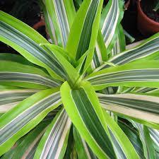 Size: 3-4'. Dracaena Lemon Lime Exposure: Bright light 1-2 foot long, sword-shaped leaves with green and yellow variegation.