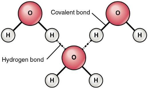 electronegative atom (N/O/F) is capable of forming an intermolecular H-bonding with each other. (EX.