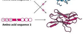 transcription DNA: 4 bases (A,T,C,G) mrna translation Proteins