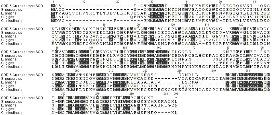 Apendix 4. Alignment of the chaperone superoxide dismutase (SOD5)with the sequences of S.