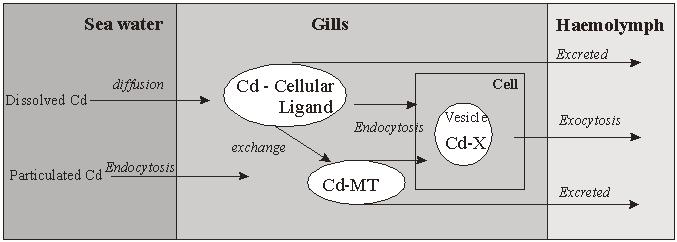 Figure 3. Representation of the ways used by Cd ions to cross the gill cells in bivalves (modified from Carpené and George, 1981). Some differences exist between filter and grazer species.