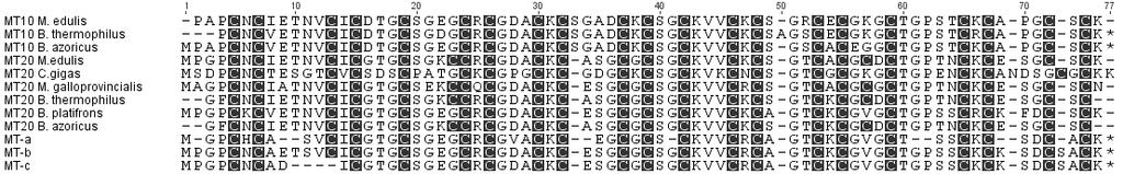Fig.2 Alignment of MTs sequences. The cysteine motifs are highlighted in grey. Accession number M. edulis (MT10: AAB29061.