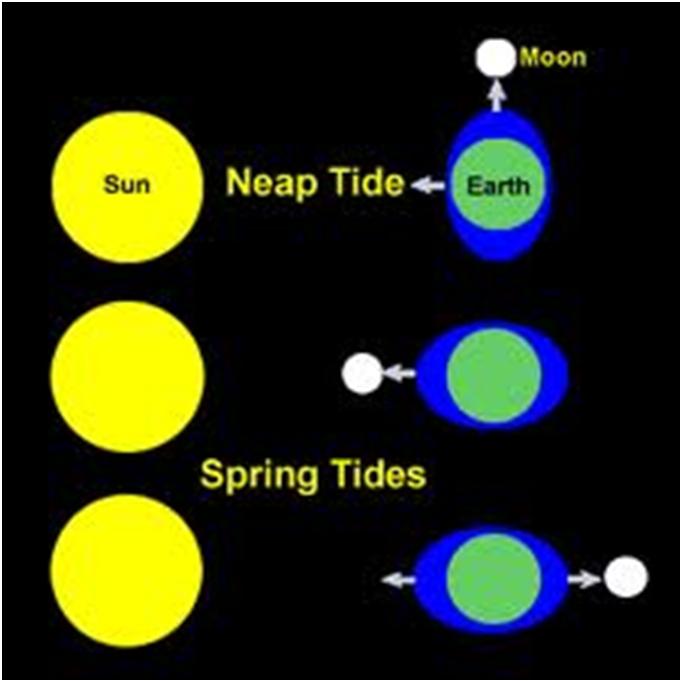 1.10 The Tides A. The law of gravity successfully explains the occurrence of the tides. B. The earth's tides are the result of the gravitational attraction of the moon and the sun. C.