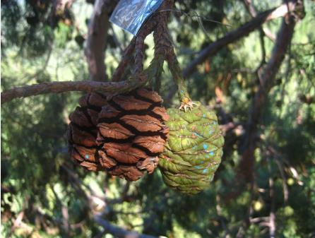 Phylum Coniferophyta (Gymnosperms) Sequoias Cones Older of