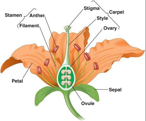 1) Sepals - enclose bud before it opens and protects developing flower; usually green and closely resembles leaves.