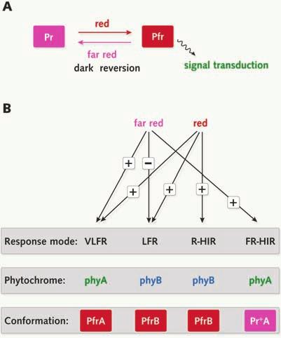 Phytochrome-mediated photoperception to the nucleus in R-HIR conditions whereas phya nuclear localization is most effective in FR-HIR conditions.