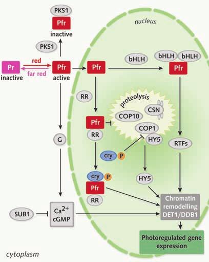 E. Schäfer and C. Bowler release of HY5 from COP1 and the subsequent activation of light-inducible genes.