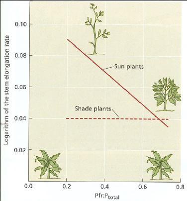 Fig.17.16 Phytochromes appear to play a predominant role in controlling stem elongation rate in sun plants (solid line), but not in shade plants (dashed line). (After Morgan and Smith 1979.