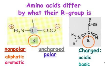 Amino Acids and