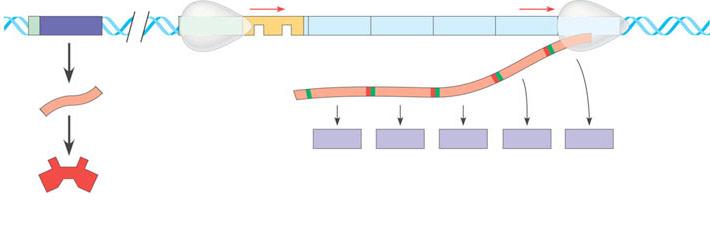Regulatory gene DA mra Protein The trp operon: regulated synthesis of repressible enzymes trpr