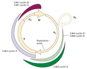 7 ontrol elements Enhancer Liver cell nucleus Albumin gene expressed rystallin gene not