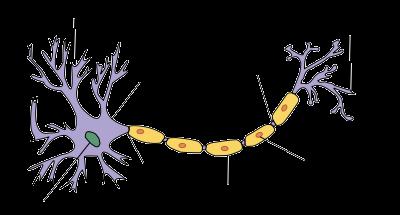 Neuron: Main Components dendrites cell body axon terminals cell body computational unit dendrites axon nucleus input wires, receive inputs from other neurons a neuron may have