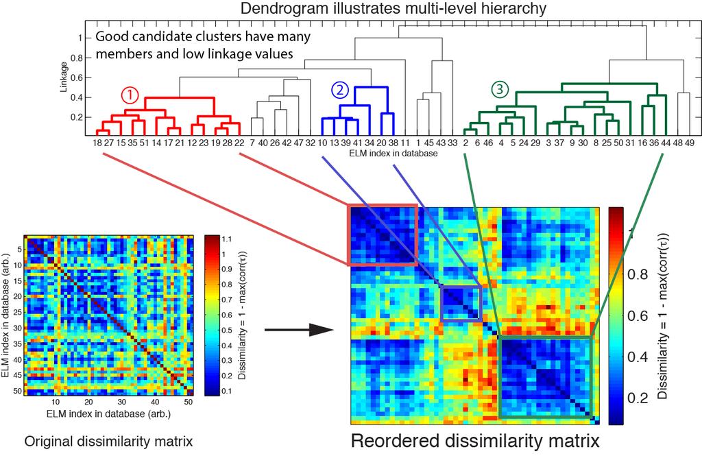 Hierarchical clustering (II) Apply clustering algorithm to dissimilarity matrix to identify groups of similar ELMs Low similarity High similarity Colors preserved in