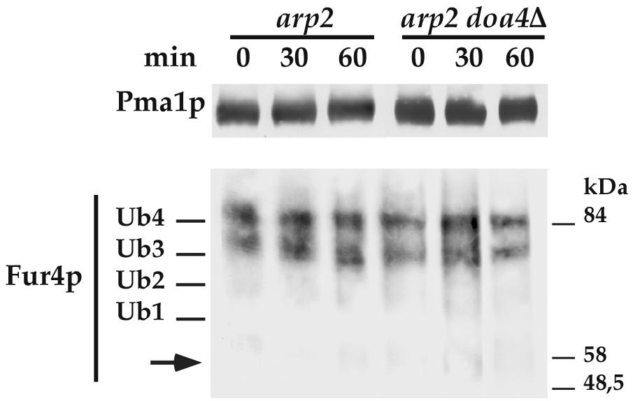 VOL. 21, 2001 DEUBIQUITINATION OF YEAST PLASMA MEMBRANE PROTEINS 4489 FIG. 6. Uracil permease accumulates as Ub conjugates in arp2 cells lacking or carrying DOA4.