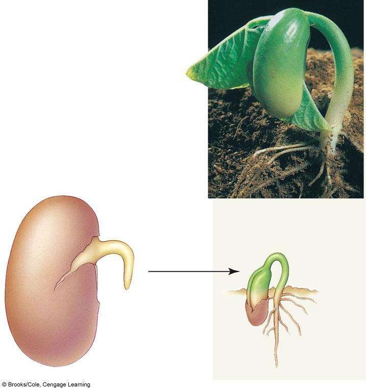 seed coat radicle cotyledons (two) hypocotyl primary root A After a bean seed germinates, its radicle emerges and bends in the