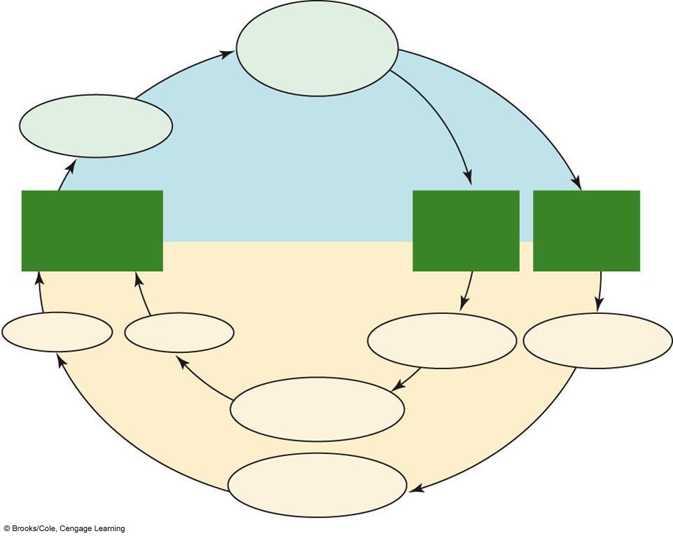 germination mature sporophyte (2n) zygote in seed (2n) fertilization DIPLOID HAPLOID meiosis in anther meiosis in
