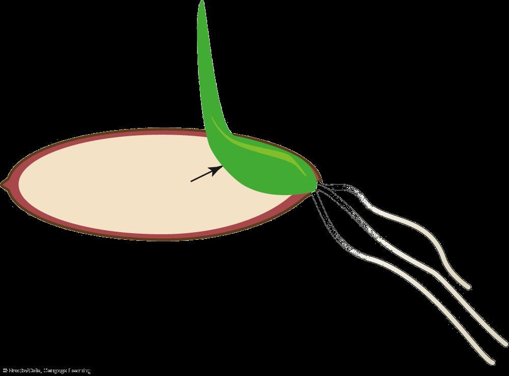 A Absorbed water causes cells of a barley embryo to release gibberellin, which diffuses through the seed into the aleurone layer of the endosperm.