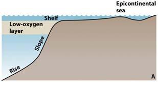 Cold water Modern Ocean Low-oxygen layer Warm water