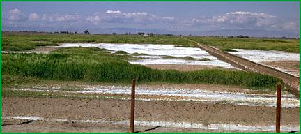 Salt Affected Soil Classes Saline sodic EC>4mmhos cm 1 ph<8.