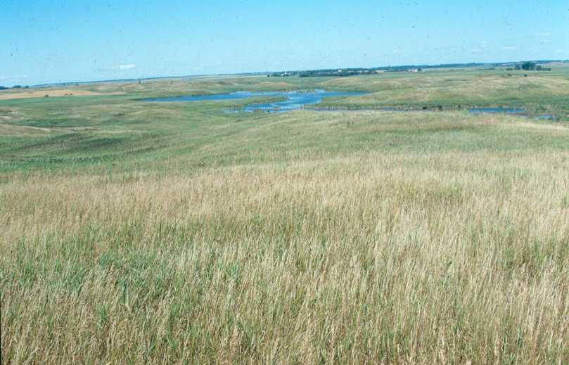 Next factor that adds to problem: Seasonal water use of tall grass prairie greater than that of corn, soybeans, or wheat.