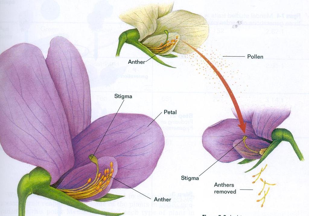 Transferring the pollen from the flower of one plant to the flower of a different plant is called crosspollination.
