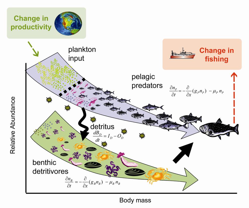 Size-based model Assumes size-based predation, and sizespecific growth and mortality are functions of food availability and SST Input: monthly plankton size