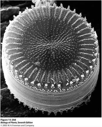 Above, scanning electron micrographs of a