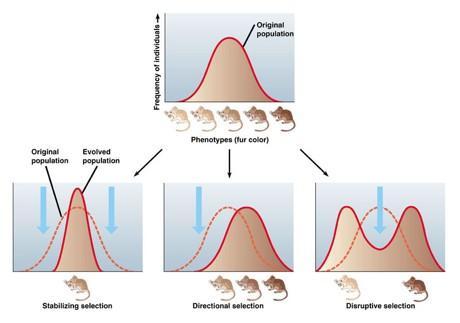 Selection Selection differential survival and reproduction Types: