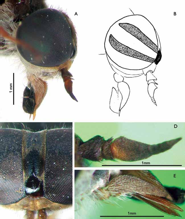 Description of a new species of Stenotabanus from Venezuela (Diptera: Tabanidae) Figure 2.