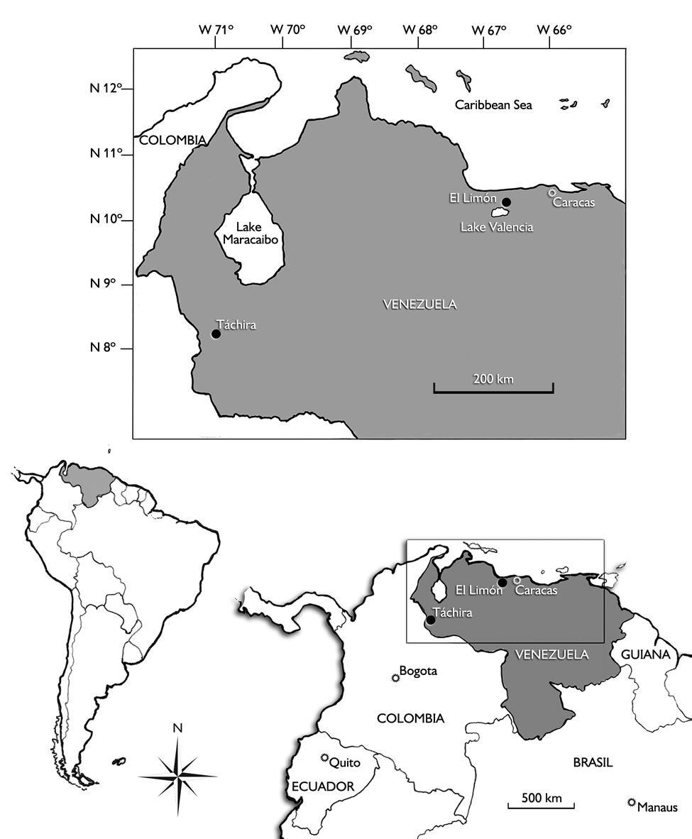Description of a new species of Stenotabanus from Venezuela (Diptera: Tabanidae) Figure 3.